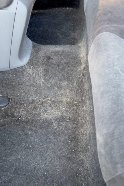 Carpet with embedded pet hair before